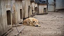 Штрафы за свободный выгул собак могут появиться в Вологодской области