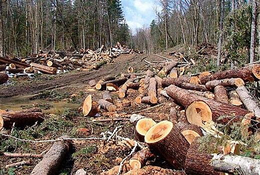На Кубани нашли злоумышленника вырубившего 300 деревьев на сумму 6,3 млн рублей