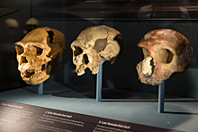 Ученые выяснили, почему вымерли неандертальцы