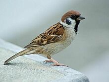 Доктор биологии объяснил, для чего проводят перепись воробьев