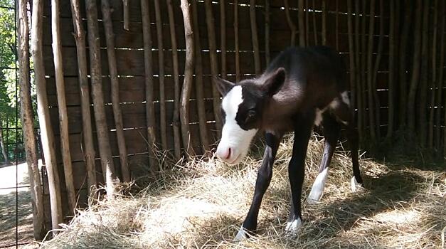 Жители Хабаровского края подарили имя маленькой оленихе