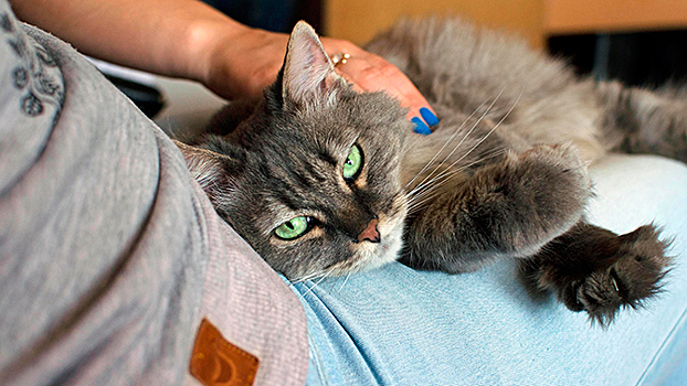 В России нашли способ полностью вылечить аллергию на кошек