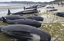 ЧП в Новой Зеландии: дельфины продолжают бросаться на сушу
