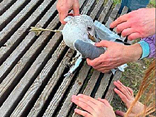Подмосковный «морж» спас чайку