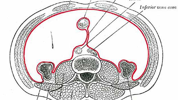 В организме человека обнаружен новый орган