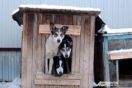 Там, где живут мокроносы. 150 животных ждут хозяев в оренбургском приюте