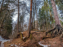 «Ведьмины круги» появились в лесах под Челябинском