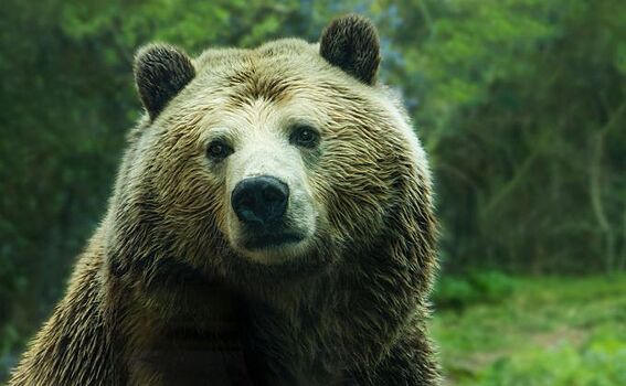 Медведь, напавший на жительницу Кыштовки, ушел от наказания