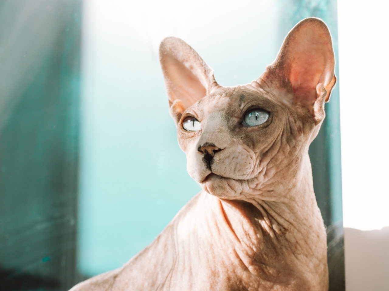 Регулярное купание и обезжиривание шкуры