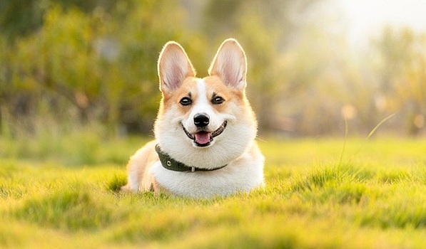 Свалившаяся за борт корги проплыла 11 километров