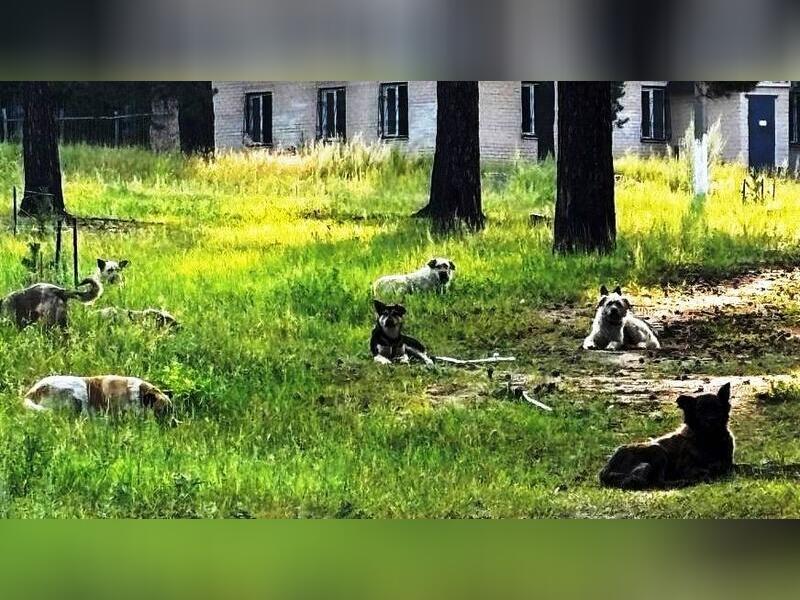 Всего семь собак отловили в Чите