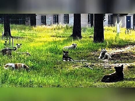 Бездомных собак, которым не нашли хозяев, не будут усыплять