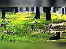 Бездомных собак, которым не нашли хозяев, не будут усыплять