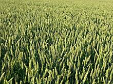 Россельхозбанк представил цифровую экосистему для фермеров на «Всероссийском дне поля -2020»