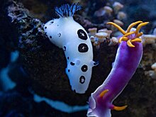 "Подводные бабочки" поселились в "Москвариуме" на ВДНХ