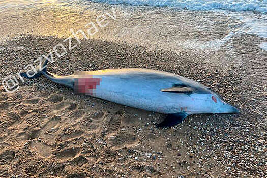 Обнаруженный в Севастополе погибший дельфин не принадлежит дельфинарию
