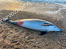 В Севастополе заявили о невозможности опознать выброшенного на берег дельфина