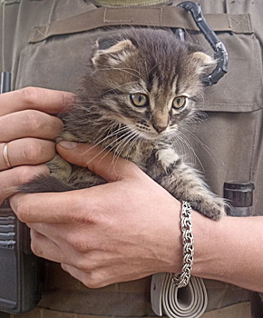 В Калугу привезут 11 котят с боевым опытом