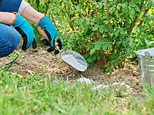 Монофосфат калия (монокалийфосфат): что за удобрение, как применять, с чем можно и нельзя сочетать