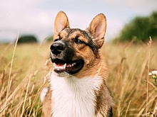 Собака, сбежавшая из дома в Калифорнии, найдена в 3000 км от дома