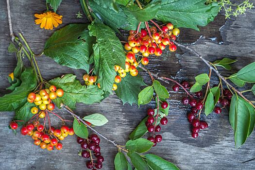 Диетолог назвала три главные ягоды для поддержки иммунитета осенью