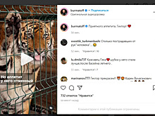Челябинский депутат Госдумы покормил тигра