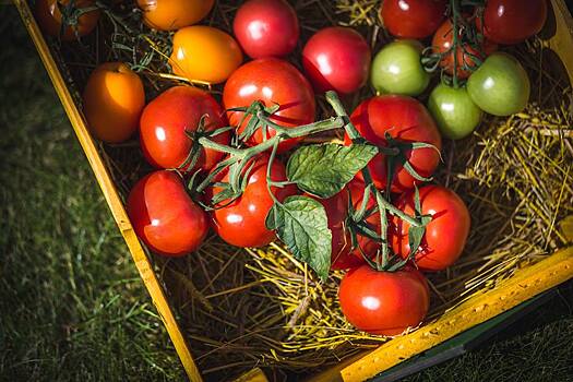 ТОП-5 советов, как и где выбрать самые вкусные помидоры. Адреса, явки, пароли