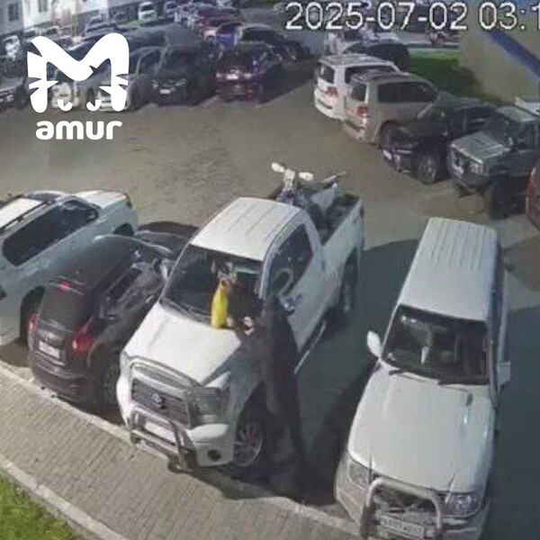 Amur  Mash: -    Toyota Tundra