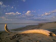 В России школьники нашли бивень огромного мамонта во время экспедиции