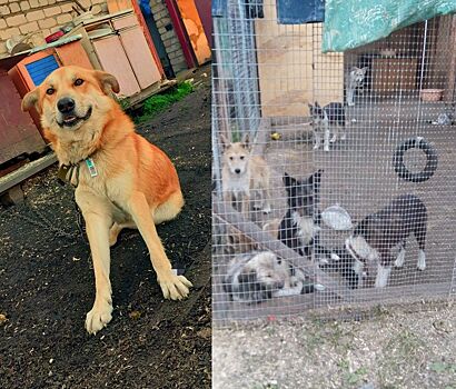 Суд разберется в скандале с новым костромским приютом для животных