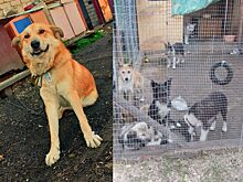 Суд разберется в скандале с новым костромским приютом для животных