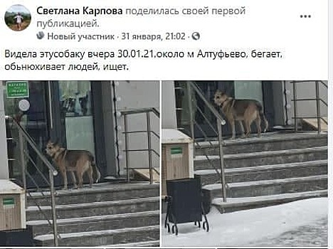 У найденной возле метро «Алтуфьево» собаки нашлись хозяева