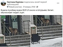 У найденной возле метро «Алтуфьево» собаки нашлись хозяева