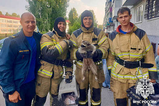 В Междуреченске енот забрался к жительнице многоквартирного дома в кладовку
