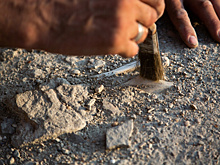 Окаменелости доисторического «колючего дракона» нашли в Китае