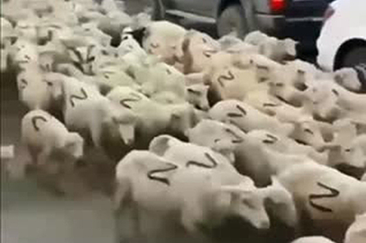 Дагестанские чиновники показали на видео огромное стадо овец с буквами Z на боку
