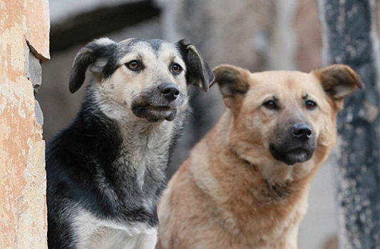 После нападения своры псов на ребёнка в Саратове мэрия отчиталась об отлове 67 бродячих собак