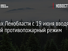 В лесах Ленобласти с 19 июня вводят особый противопожарный режим