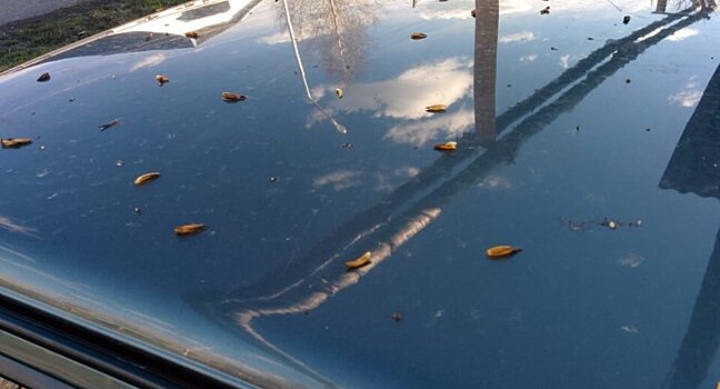 Как смола с деревьев воздействует на ЛКП автомобилей