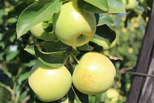 В Крыму возродят любимые сорта яблок императорской семьи
