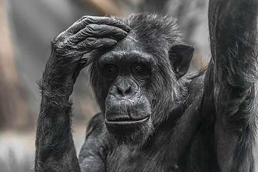 Личность шимпанзе связали с их мозгом