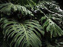 Россиянам назвали опасные комнатные растения