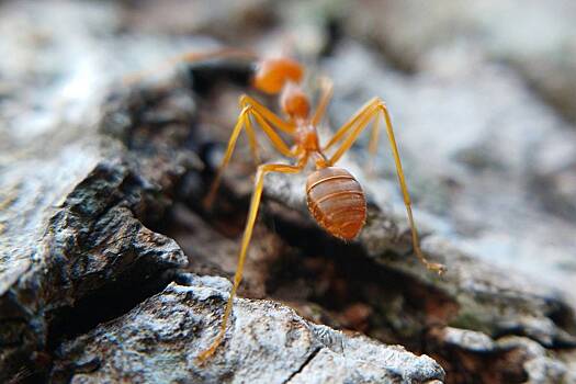 Новый для России вид муравьев обнаружили на Алтае