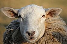 Индия закупает овечью шерсть в Башкортостане – спрос растет!