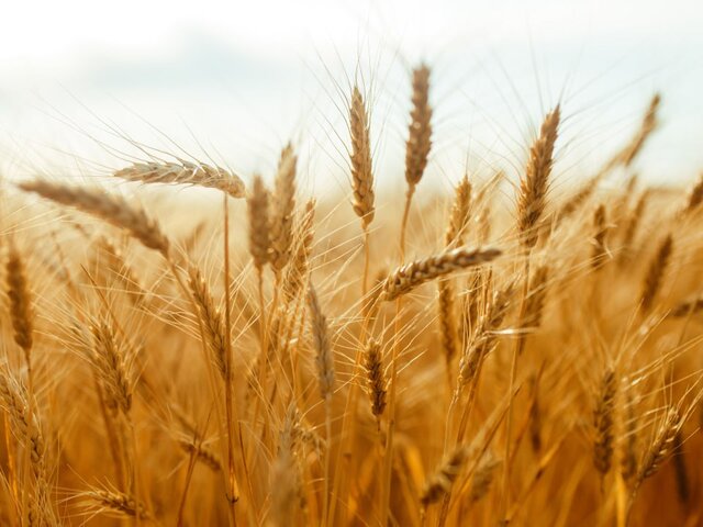 Лавров: зерновая сделка перестанет работать, если ситуация с российским сельхозэкспортом не изменится