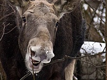 В нацпарке Челябинской области дикий лось напал на девочку и женщину