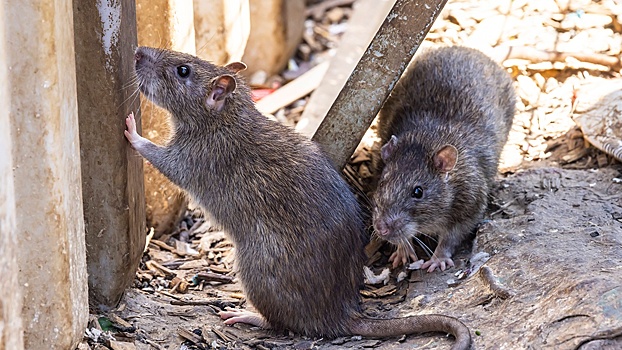 BBC: «крысогеддон» обрушился на города США и Великобритании