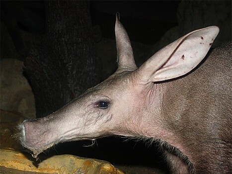 В Московском зоопарке открылась площадка для выездной регистрации брака
