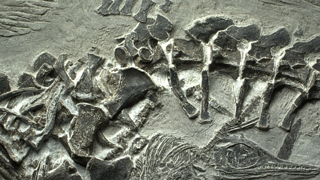 В России обнаружили останки ихтиозавра