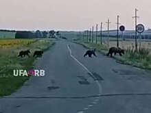 В Башкирии на видео попало, как медведица с медвежатами переходили дорогу